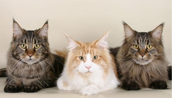 Мэйкун Мэйкун